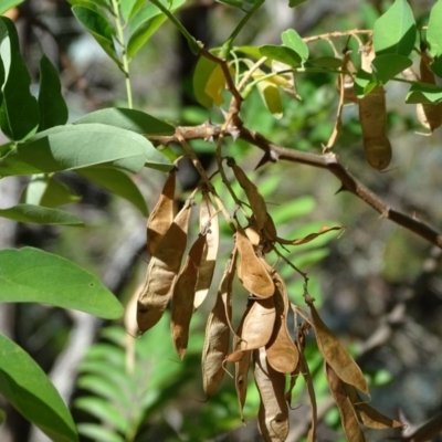 Robinia pseudoacacia (Black Locust) at Isaacs, ACT - 11 Feb 2018 by Mike