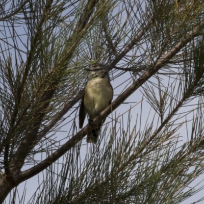 Acanthiza chrysorrhoa (Yellow-rumped Thornbill) at Gungahlin Pond - 20 Feb 2018 by Alison Milton