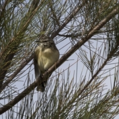 Acanthiza chrysorrhoa at Nicholls, ACT - 21 Feb 2018