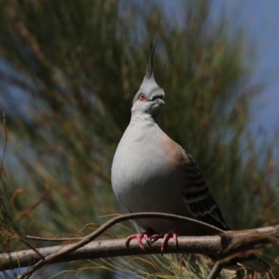 Ocyphaps lophotes (Crested Pigeon) at Gungahlin Pond - 20 Feb 2018 by Alison Milton