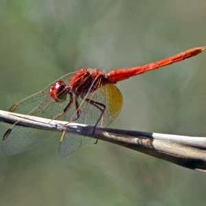 Diplacodes haematodes at Paddys River, ACT - 20 Feb 2018 04:25 PM