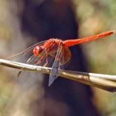 Diplacodes haematodes at Paddys River, ACT - 20 Feb 2018 04:25 PM