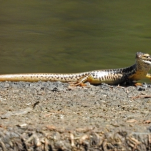 Eulamprus heatwolei at Paddys River, ACT - 20 Feb 2018 03:42 PM