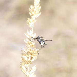 Sphex cognata at Deakin, ACT - 21 Feb 2018