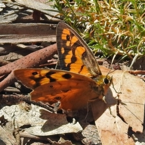 Heteronympha penelope at Paddys River, ACT - 20 Feb 2018