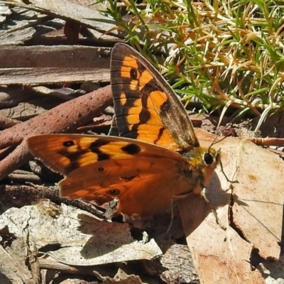 Heteronympha penelope (Shouldered Brown) at Paddys River, ACT - 20 Feb 2018 by RodDeb