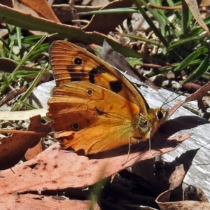 Heteronympha penelope at Paddys River, ACT - 20 Feb 2018 12:40 PM