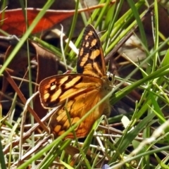 Heteronympha paradelpha at Paddys River, ACT - 20 Feb 2018