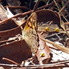 Heteronympha paradelpha at Paddys River, ACT - 20 Feb 2018