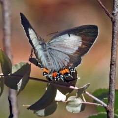 Jalmenus evagoras (Imperial Hairstreak) at Tidbinbilla Nature Reserve - 20 Feb 2018 by RodDeb