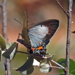 Jalmenus evagoras at Paddys River, ACT - 20 Feb 2018 02:15 PM