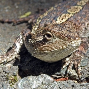 Amphibolurus muricatus at Paddys River, ACT - 20 Feb 2018