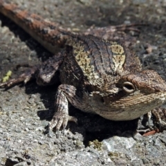 Amphibolurus muricatus at Paddys River, ACT - 20 Feb 2018