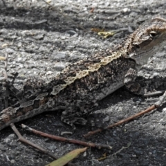 Amphibolurus muricatus at Paddys River, ACT - 20 Feb 2018