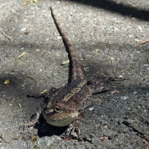 Amphibolurus muricatus at Paddys River, ACT - 20 Feb 2018