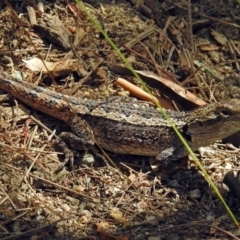 Amphibolurus muricatus at Paddys River, ACT - 20 Feb 2018