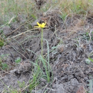 Hypoxis hygrometrica at Conder, ACT - 3 Feb 2018