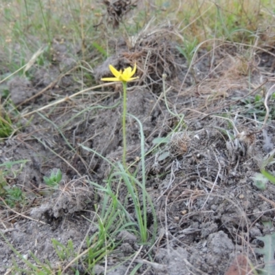 Hypoxis hygrometrica (Golden Weather-grass) at Conder, ACT - 3 Feb 2018 by MichaelBedingfield