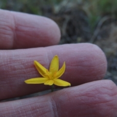 Hypoxis hygrometrica at Conder, ACT - 3 Feb 2018