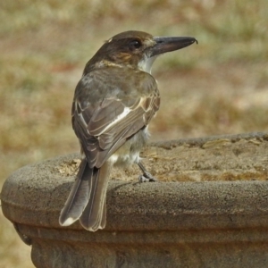 Cracticus torquatus at Macarthur, ACT - 21 Feb 2018