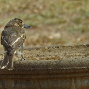 Cracticus torquatus at Macarthur, ACT - 21 Feb 2018