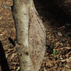 Chelepteryx collesi at Conder, ACT - 16 Feb 2018