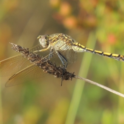 Orthetrum caledonicum (Blue Skimmer) at Conder, ACT - 5 Feb 2018 by MichaelBedingfield