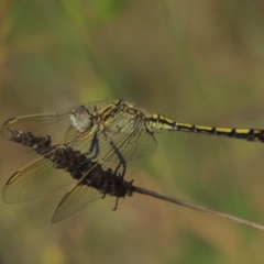 Orthetrum caledonicum at Conder, ACT - 5 Feb 2018