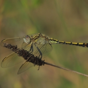 Orthetrum caledonicum at Conder, ACT - 5 Feb 2018