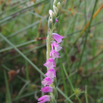 Spiranthes australis (Austral Ladies Tresses) at Tuggeranong Hill - 5 Feb 2018 by michaelb