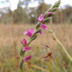 Spiranthes australis at Conder, ACT - 5 Feb 2018