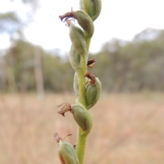 Spiranthes australis at Conder, ACT - 5 Feb 2018