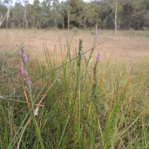 Spiranthes australis at Conder, ACT - 5 Feb 2018