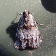 Spectrotrota fimbrialis (A Pyralid moth) at Conder, ACT - 13 Feb 2018 by michaelb