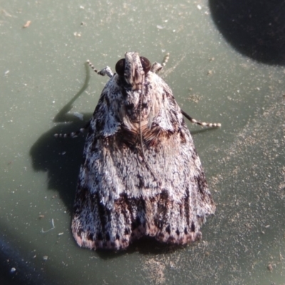 Spectrotrota fimbrialis (A Pyralid moth) at Conder, ACT - 13 Feb 2018 by michaelb