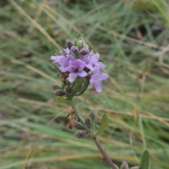 Mentha diemenica (Wild Mint, Slender Mint) at Conder, ACT - 5 Feb 2018 by MichaelBedingfield