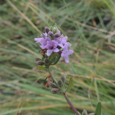 Mentha diemenica (Wild Mint, Slender Mint) at Conder, ACT - 5 Feb 2018 by michaelb