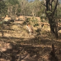 Notamacropus rufogriseus (Red-necked Wallaby) at Mount Taylor - 20 Feb 2018 by George