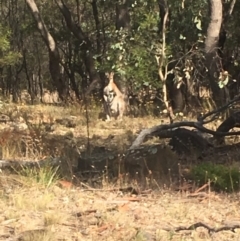 Notamacropus rufogriseus at Chifley, ACT - 21 Feb 2018