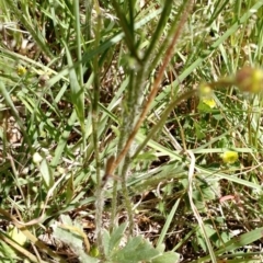 Ranunculus lappaceus (Australian Buttercup) at Hall Cemetery - 31 Oct 2017 by EmmaCook