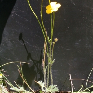 Ranunculus lappaceus at Hall, ACT - 31 Oct 2017 12:09 PM