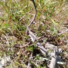 Coryphistes ruricola (Bark-mimicking Grasshopper) at Kambah, ACT - 2 Nov 2017 by EmmaCook