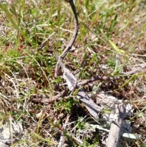 Coryphistes ruricola at Kambah, ACT - 2 Nov 2017