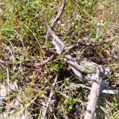 Coryphistes ruricola at Kambah, ACT - 2 Nov 2017