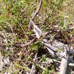Coryphistes ruricola at Kambah, ACT - 2 Nov 2017 11:36 AM