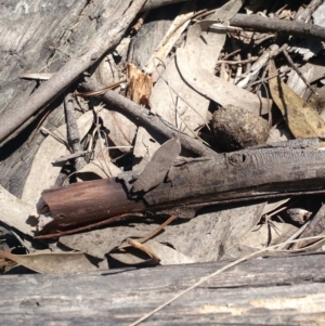 Goniaea sp. (genus) at Kambah, ACT - 2 Nov 2017 12:20 PM