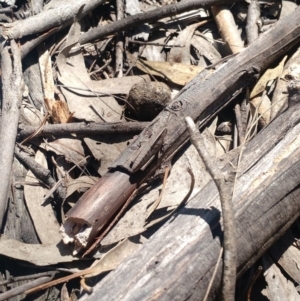 Goniaea sp. (genus) at Kambah, ACT - 2 Nov 2017 12:20 PM