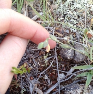 Zornia dyctiocarpa var. dyctiocarpa at Majura, ACT - 8 Nov 2017