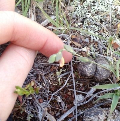 Zornia dyctiocarpa var. dyctiocarpa (Zornia) at Majura, ACT - 8 Nov 2017 by EmmaCook