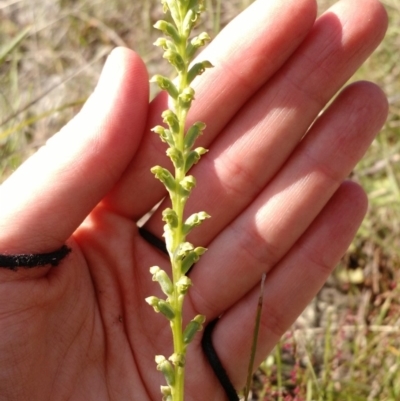 Microtis unifolia (Common Onion Orchid) at The Pinnacle - 9 Nov 2017 by EmmaCook